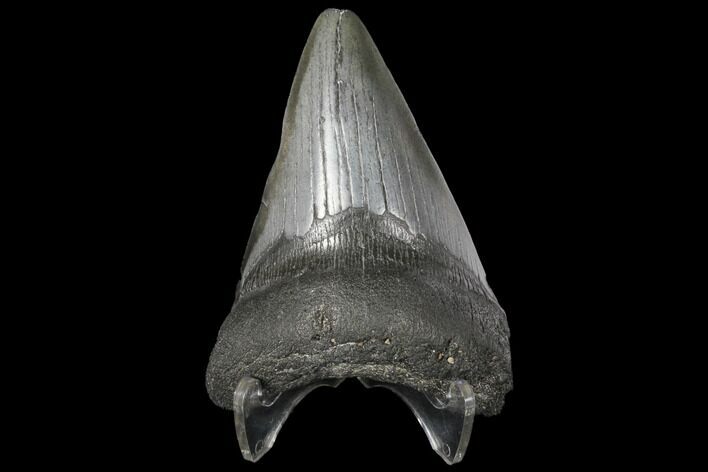 Bargain, Fossil Megalodon Tooth - South Carolina #130705